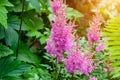 Bright colorful pink blooming Astilbe Arendsii Fanal flowers with green leaves in garden in spring and summer.