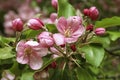 Bright colorful pink flowers apple tree in spring Royalty Free Stock Photo