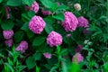 Bright colorful pink hydrangea flowers with green leaves blossoms in the garden in spring and summer season. Royalty Free Stock Photo