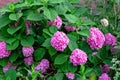 Bright colorful pink hydrangea flowers with green leaves blossoms in the garden in spring and summer season. Royalty Free Stock Photo