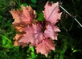 Bright colorful pink red leaves of a small maple tree. Sunlight hitting the leaves. Leaf close up. Royalty Free Stock Photo