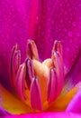 Bright colorful pink tulip in water drops isolated on black background. spring flowers. Royalty Free Stock Photo