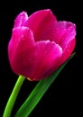 Bright colorful pink tulip in water drops isolated on black background. spring flowers. Royalty Free Stock Photo