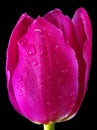 Bright colorful pink tulip in water drops isolated on black. spring flowers. Royalty Free Stock Photo