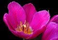 Bright colorful pink tulip in water drops isolated on black. spring flowers. Royalty Free Stock Photo