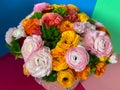 Bright colorful pink yellow orange persian asian buttercup ranunculus asiaticus bouquet flowers in round box Royalty Free Stock Photo