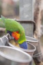 bright colorful rainbow lorikeet, cleans feathers and eats from the feeder Royalty Free Stock Photo