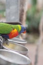 bright colorful rainbow lorikeet, cleans feathers and eats from the feeder Royalty Free Stock Photo