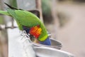 bright colorful rainbow lorikeet, cleans feathers and eats from the feeder Royalty Free Stock Photo