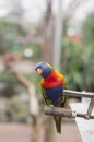 bright colorful rainbow lorikeet, cleans feathers and eats from the feeder Royalty Free Stock Photo