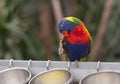 bright colorful rainbow lorikeet, cleans feathers and eats from the feeder Royalty Free Stock Photo