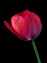 Bright colorful red tulip in water drops isolated on black. Royalty Free Stock Photo