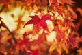 Bright colorful red and yellow autumn leaves on a sunny fall day Royalty Free Stock Photo