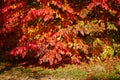 Bright colorful red and yellow autumn leaves on a sunny fall day Royalty Free Stock Photo