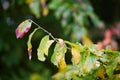 Bright colorful red and yellow autumn leaves on a sunny fall day Royalty Free Stock Photo