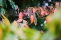 Bright colorful red and yellow autumn leaves on a sunny fall day Royalty Free Stock Photo