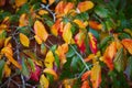 Bright colorful red and yellow autumn leaves on a sunny fall day Royalty Free Stock Photo