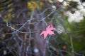 Bright colorful red and yellow autumn leaves on a sunny fall day Royalty Free Stock Photo