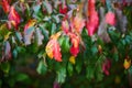 Bright colorful red and yellow autumn leaves on a sunny fall day Royalty Free Stock Photo