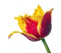 Bright colorful red and yellow tulip in water drops isolated on white. selective focus Royalty Free Stock Photo