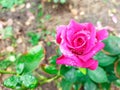 A bright, colorful rose grows in the garden. A beautiful, pink flower with water drops after rain. Royalty Free Stock Photo