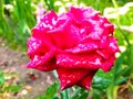 A bright, colorful rose grows in the garden. A beautiful, pink flower with water drops after rain. Royalty Free Stock Photo