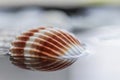 Bright colorful shell on water with reflection Royalty Free Stock Photo