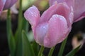 Bright Colorful Spring Tulip