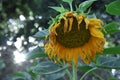 Gorgeous sunflower bursting with color