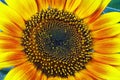 Bright colorful sunflower flower Royalty Free Stock Photo