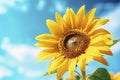 Bright and colorful sunflower in full summer sun. Ai generated Royalty Free Stock Photo