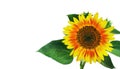 Bright colorful sunflower isolated Royalty Free Stock Photo