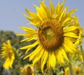 Bright colorful sunflower Royalty Free Stock Photo