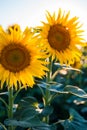 Bright colorful sunflower in summer Royalty Free Stock Photo