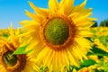 This is bright colorful sunflower with yellow leaves in sunflower field close-up. Sunflower against blue sky Royalty Free Stock Photo