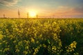 bright colorful sunset canola field