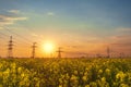 bright colorful sunset canola field