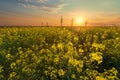 Bright colorful sunset canola field