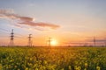 Bright colorful sunset canola field