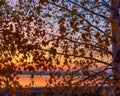 Bright colorful sunset with colorful colors on the river behind the yellow leaves. Royalty Free Stock Photo