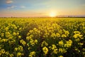 bright colorful sunset field canola