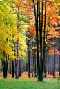 Bright Colorful Trees Royalty Free Stock Photo