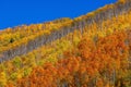 Bright colorful trees on the mountain slope during peak autumn time in Utah Royalty Free Stock Photo