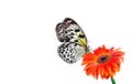 Bright colorful tropical butterfly on orange gerbera flower isolated on white. Rice paper butterfly. Large tree nymph. White nymph Royalty Free Stock Photo