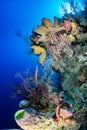 Bright, Colorful Tropical Coral Reef Royalty Free Stock Photo