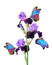 Bright colorful tropical morpho butterflies on purple iris flower isolated on white Royalty Free Stock Photo