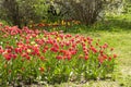 Bright colorful tulip blossoms in spring Royalty Free Stock Photo