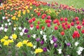 Bright colorful tulip blossoms in spring Royalty Free Stock Photo