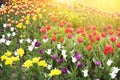 Bright colorful tulip blossoms in spring Royalty Free Stock Photo