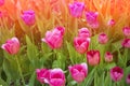 Bright colorful tulip blossoms in spring Royalty Free Stock Photo